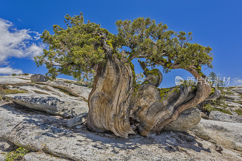 西杜松(Juniperus occidentalis)或大杜松(Juniperus grandis)，西杜松(Sierra western juniper)或西杜松(Sierra juniper)是一种灌木或乔木，原产于美国西部，生长在海拔800- 3000米的山区(很少在100米以下)